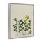 Stupell Industries Hidden Gems Botanicals Framed Giclee, design by Grace Popp